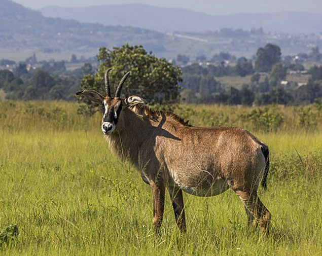 CENTRAL AND NORTHERN MALAWI UNCOVERED 