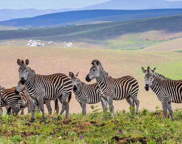 CENTRAL AND NORTHERN MALAWI UNCOVERED