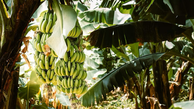 Banana Plantation Tour