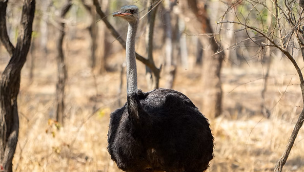 Feed the Ostrich