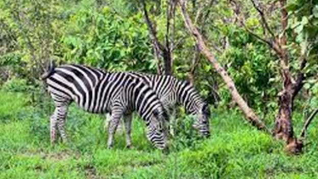 Game Reserve