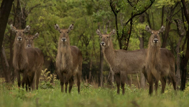Kuti Wildlife Reserve