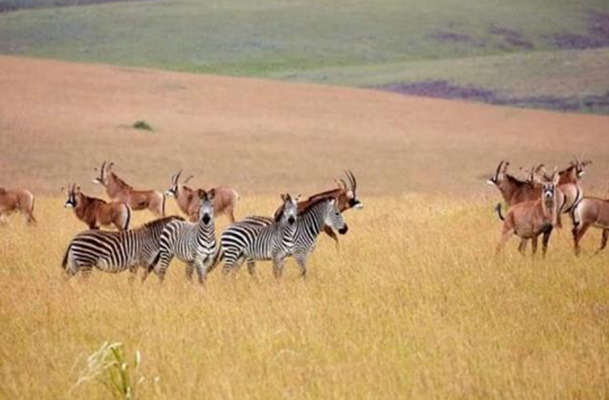 Chelinda Lodge | Nyika National Park 