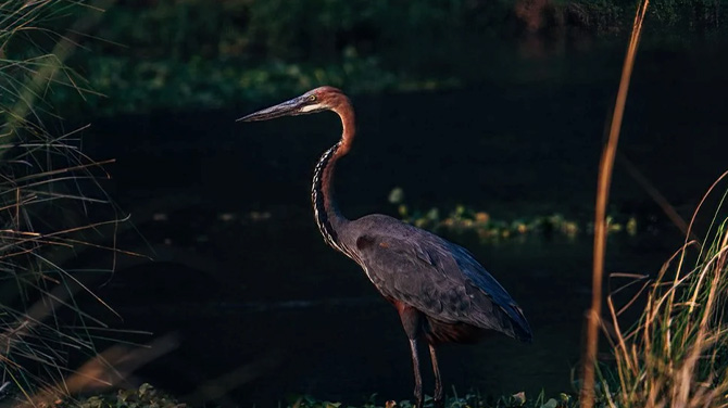 Dulini Anabezi