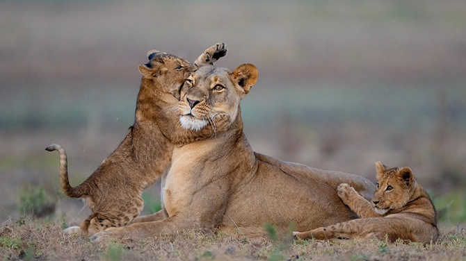 Kafue National Park