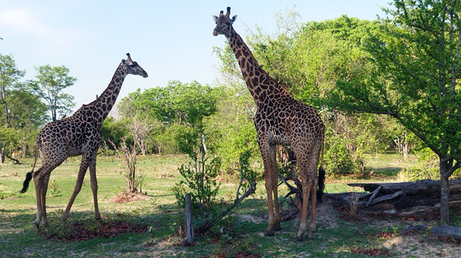 South Luangwa National Park